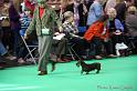 Crufts2011_2 784